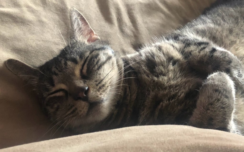 cat sleeping