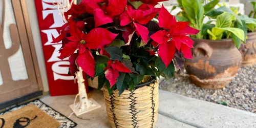 Costco Has Potted Christmas Poinsettias & Greenery from $15.99