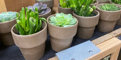 Trader Joe’s Floral Department is in Full Bloom | Succulents From $3 & More