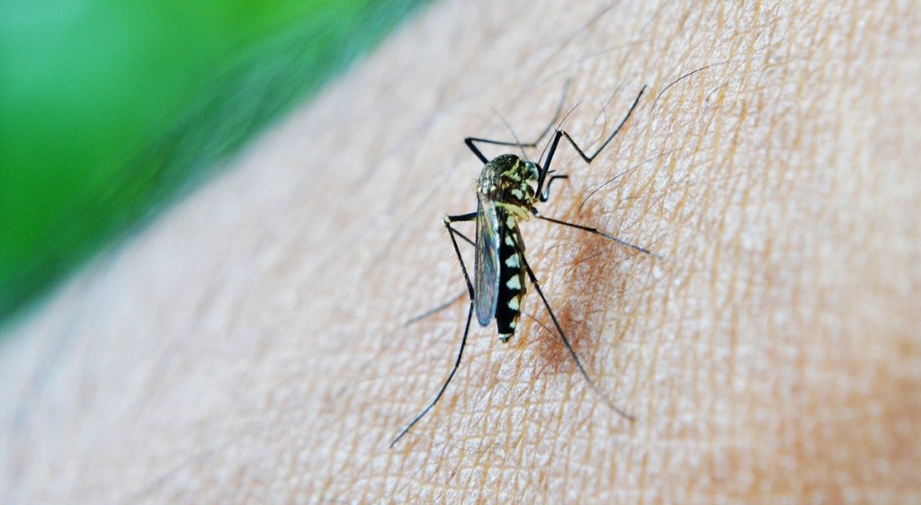 close up of mosquito on arm