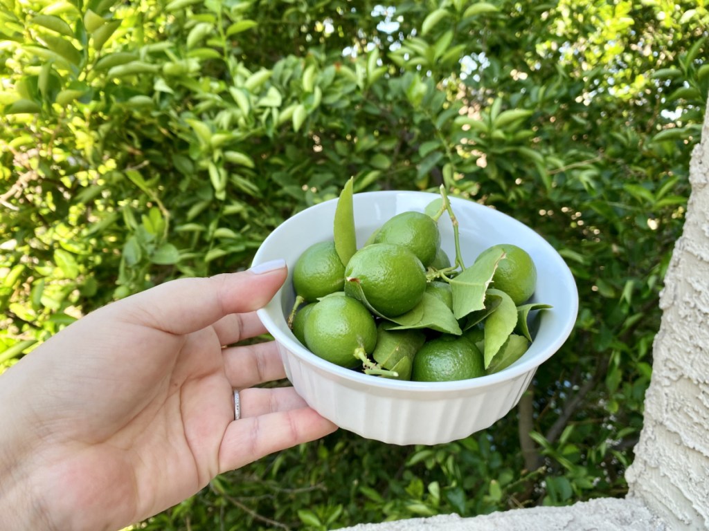 key lime tree with limes