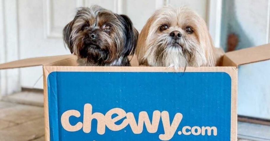 2 small long haired dogs sitting in a cardboard box that has blue on the front and says "chewy.com"