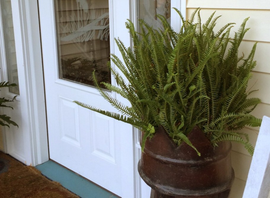 fern in a planter