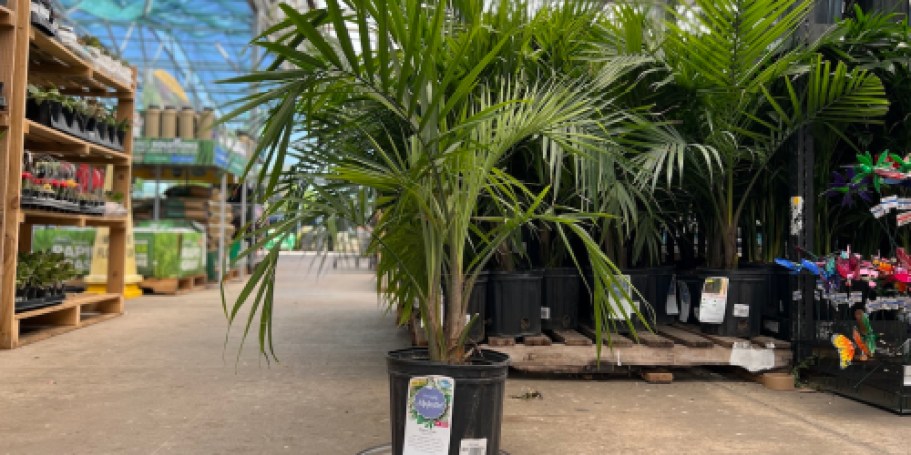 Majesty Palm Plant Just $15 at Lowe’s – Today ONLY