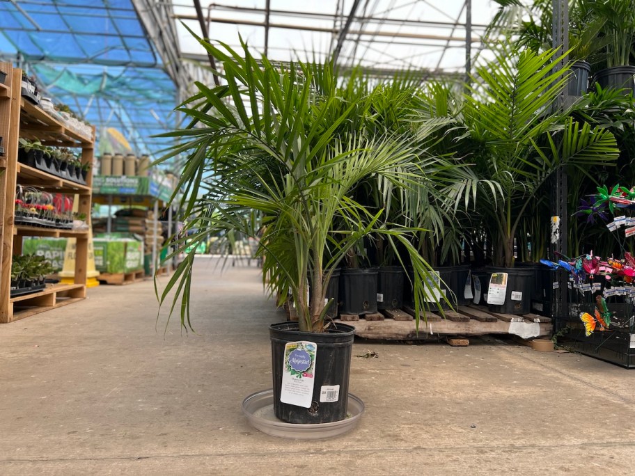 majesty palm plant in garden center