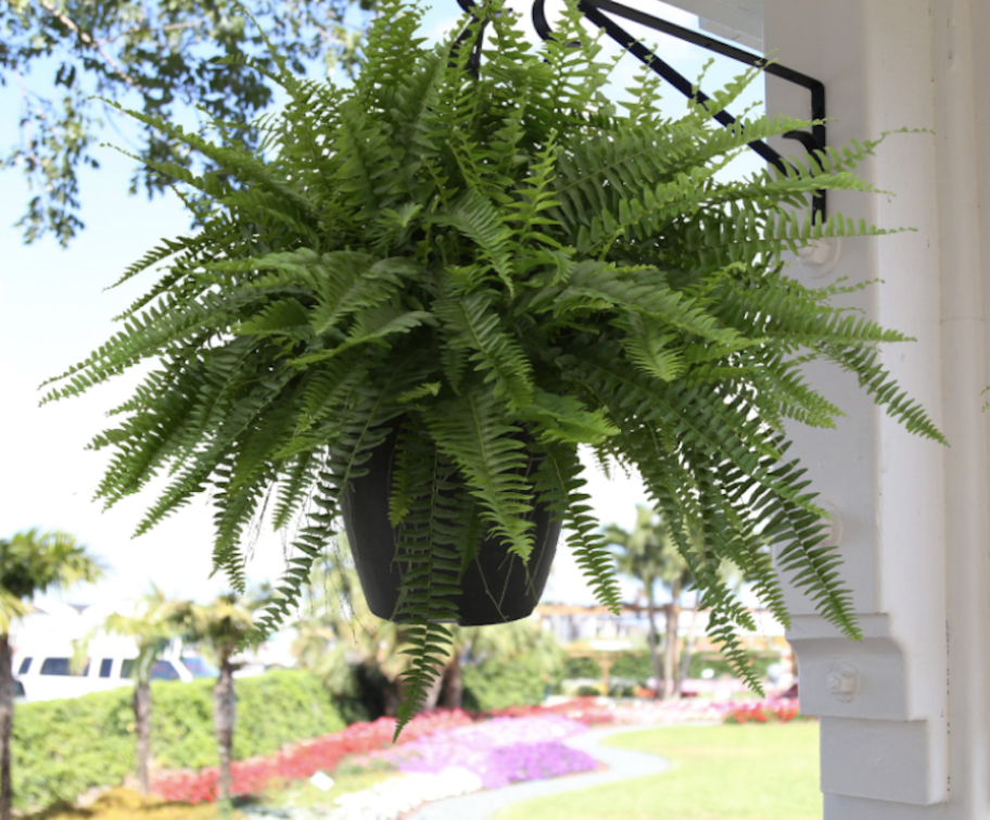 hanging fern