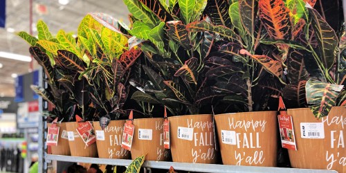 Lowe’s Fall & Halloween Themed Plants are Here | Prices from $14.98!