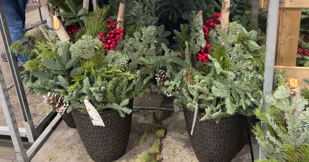 costco holiday spruce