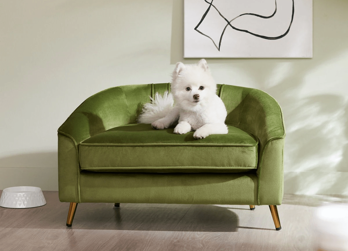 white dog sitting on the Frisco Elevated Dog Sofa which was Chewy.com's pick for the best dog couch