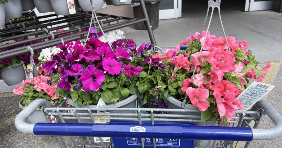 two hanging flower baskets in lowes shopping cart