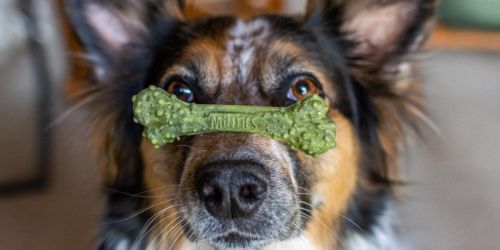 Minties Dental Dog Treats 40-Count Only $6.46 Shipped on Amazon (Reg. $13)