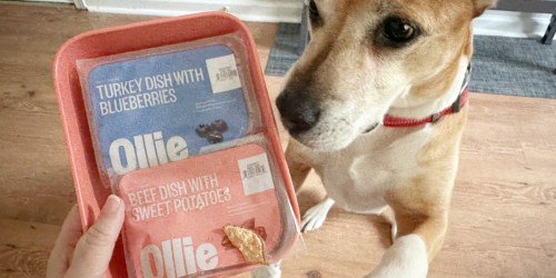 60% Off Ollie Dog Food + FREE Van Leeuwen Frozen Treat, Container & Scoop!