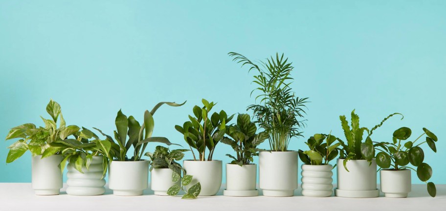 row of green plants in white modern planters with blue background