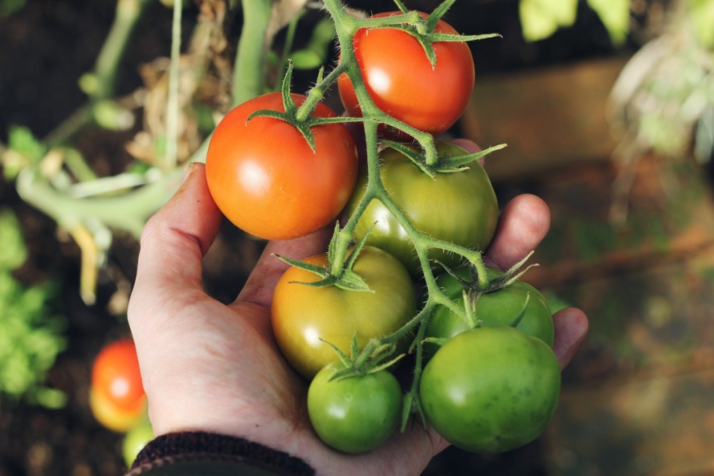 growing tomatoes on the vine