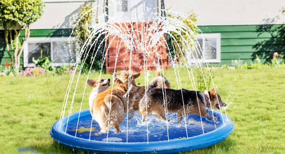 round splash pad with water and 3 dogs having fun on it sitting on grass in front of an apartment building