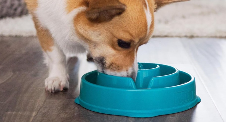 Dog eating from a blue slow feeder bowl on the floor 