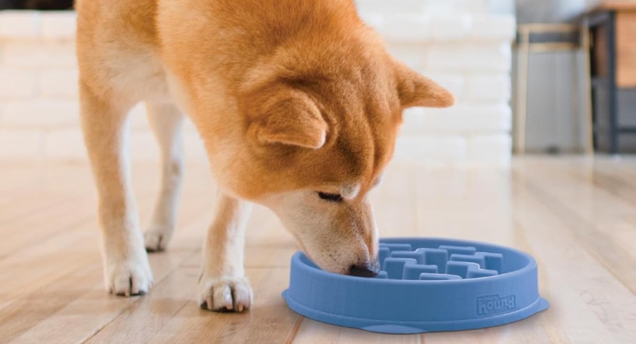 Dog eating from a blue medium size slow feeder bowl on the floor 