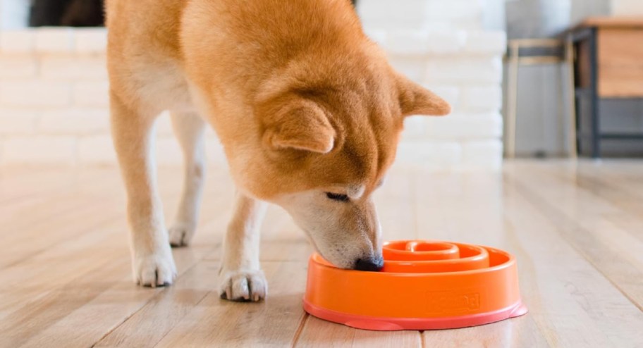 Dog eating from a orange medium size slow feeder bowl on the floor 