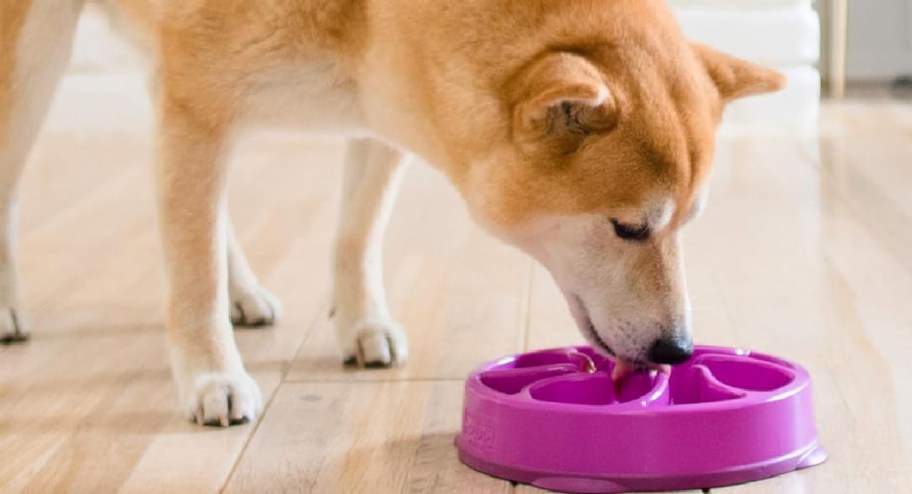 Dog eating out of a purple dog slow feeder on a wooden floor