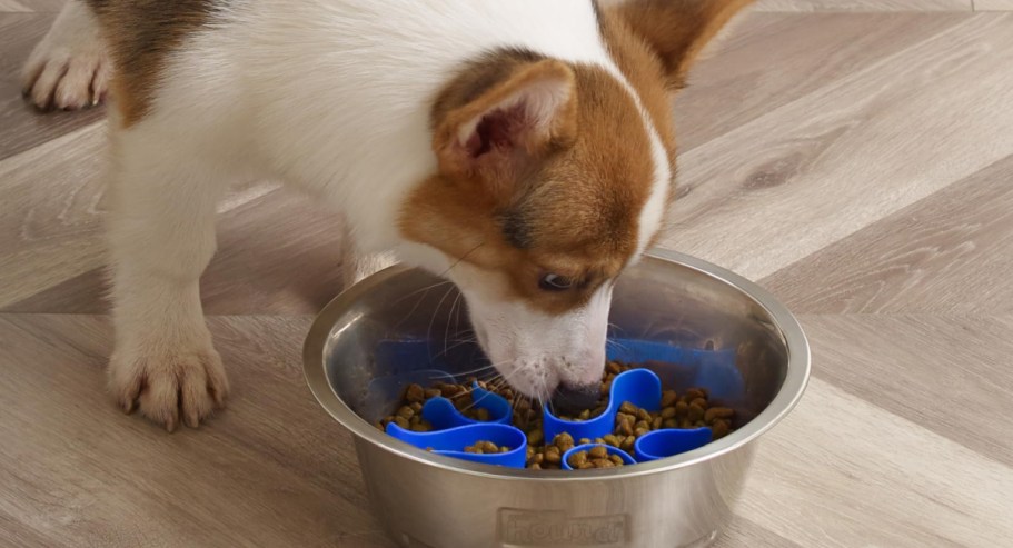 Outward Hound Fun Feeder Stainless Steel Slo Bowl Just $5.52 + Free Amazon Credit (Reg. $17)