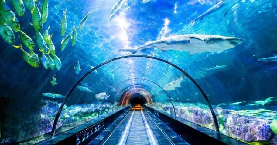 Sea World Orlando tunnel