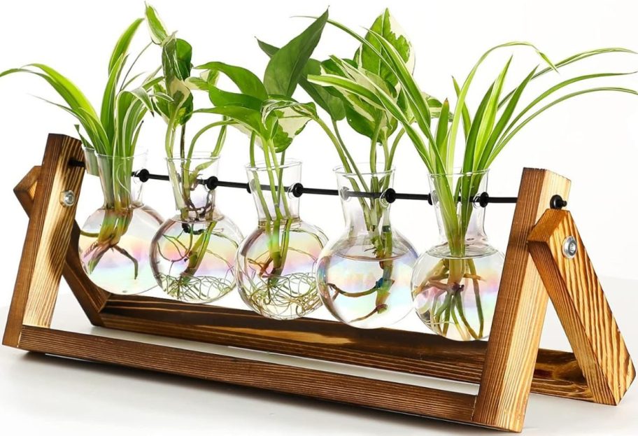 Stock image of a Flower Propogation Station with 5 glass bulbs filled with plants