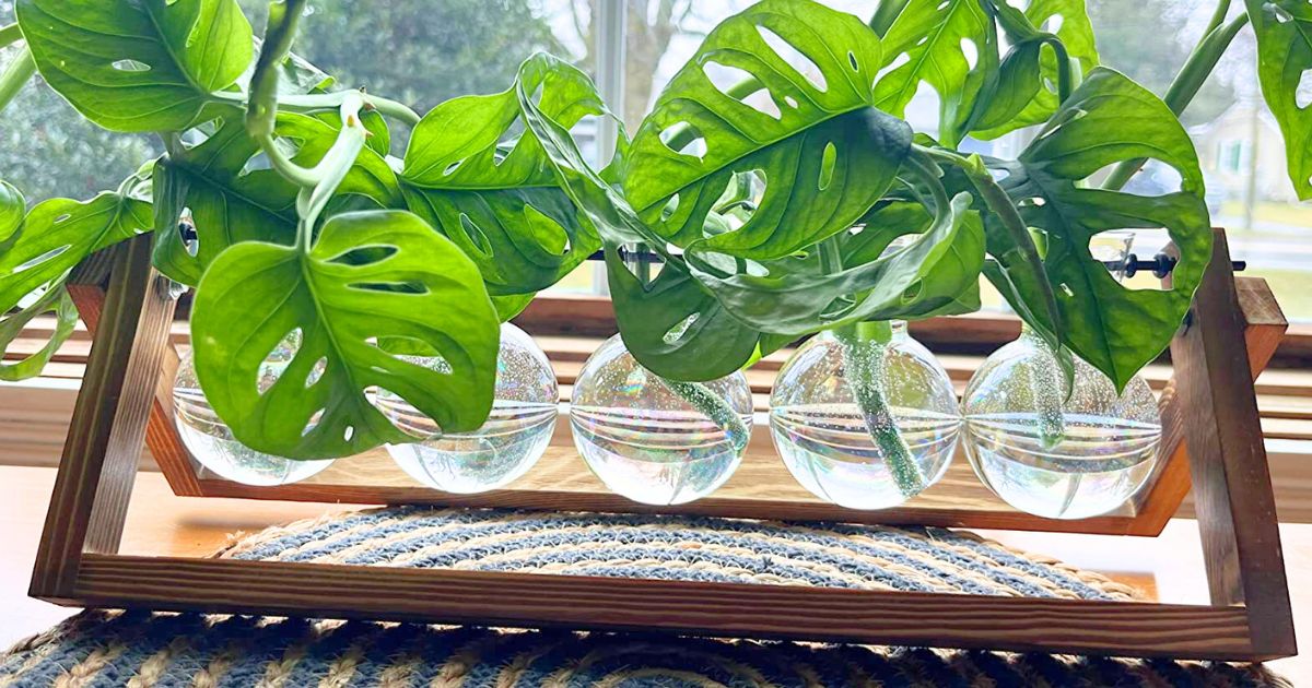 Propagation Station Only $10.49 on Amazon (Reg $22) – Cute & Functional Decor!