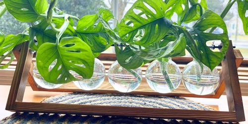 Propagation Station Only $10.49 on Amazon (Reg $22) – Cute & Functional Decor!