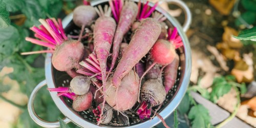 How to Start a Vegetable Garden: The No-Stress Guide for First-Time Growers