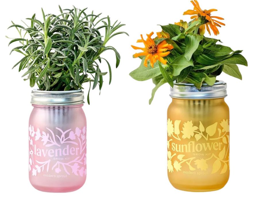 modern sprout lavender and sunflower grow kit jar stock images