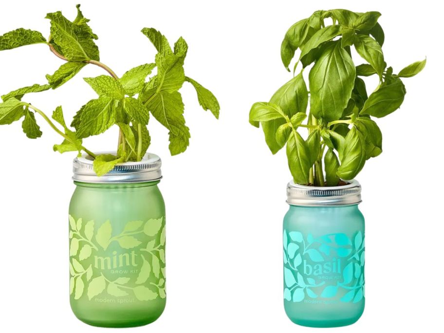 modern sprout basil and mint jar grow kit stock images