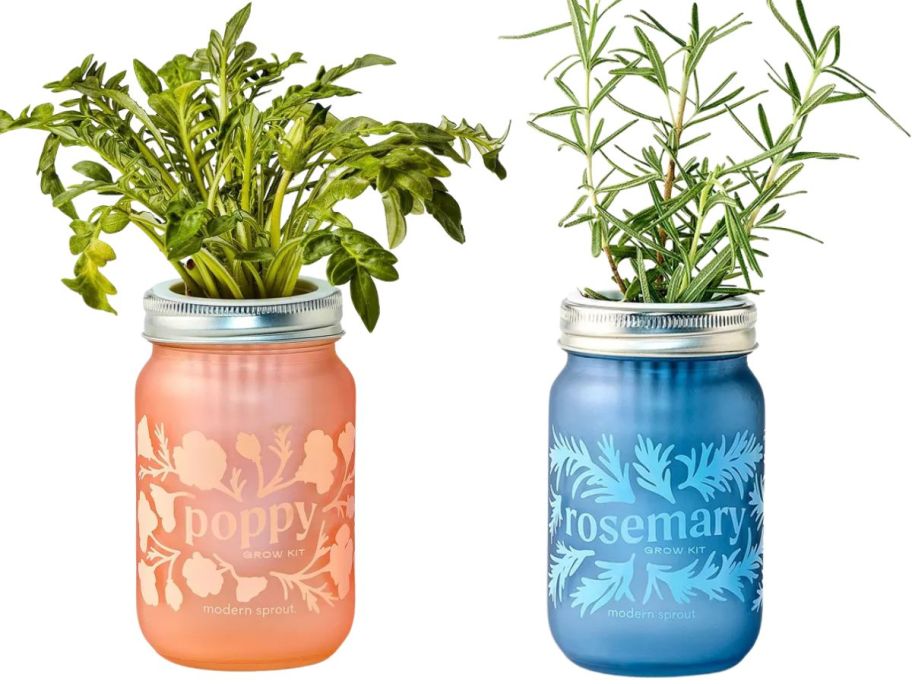 modern sprout poppy and rosemary grow kit jar stock images