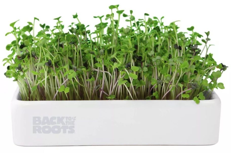Back to the Roots Organic Mighty Mix Superfoods Microgreens Grow Kit stock image