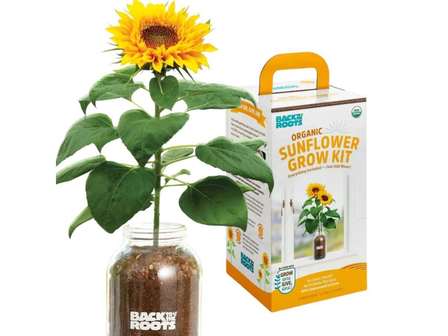 Back to the Roots Organic Sunflower Grow Kit stock image