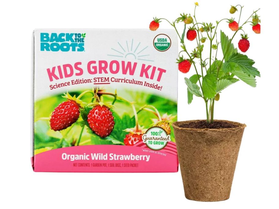 Back to the Roots Organic Alpine Strawberry Kids Grow Kit stock image