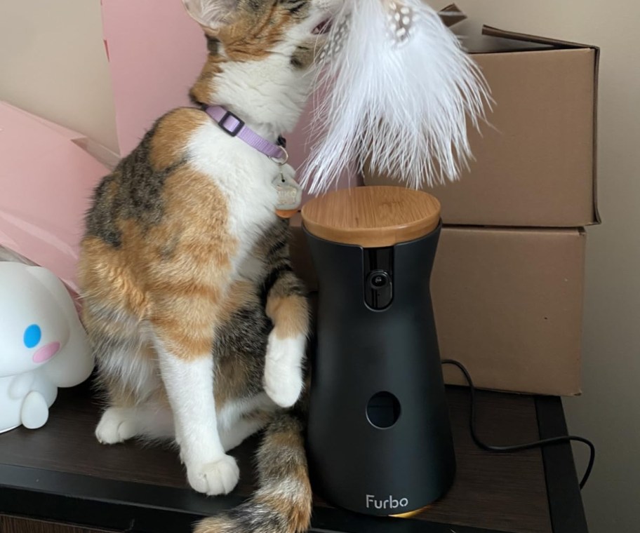 cat playing with furbo cat camera and toy