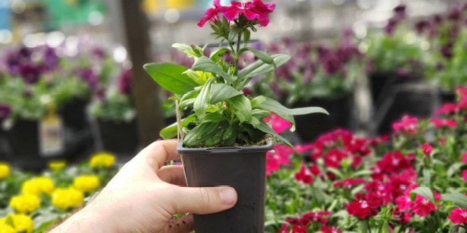 FREE Lowe’s Spring Flower – Don’t Forget to Pick Yours Up if already Registered!