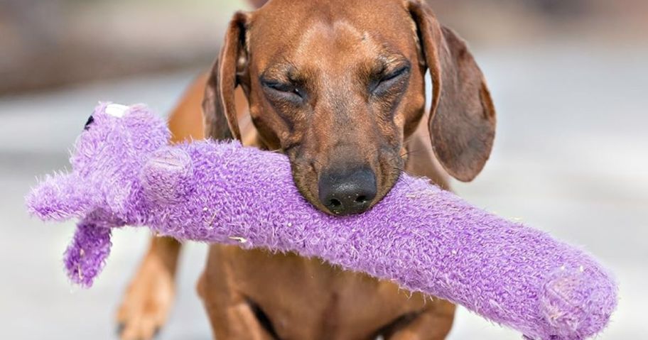 dog holding multipet do toy in mouth