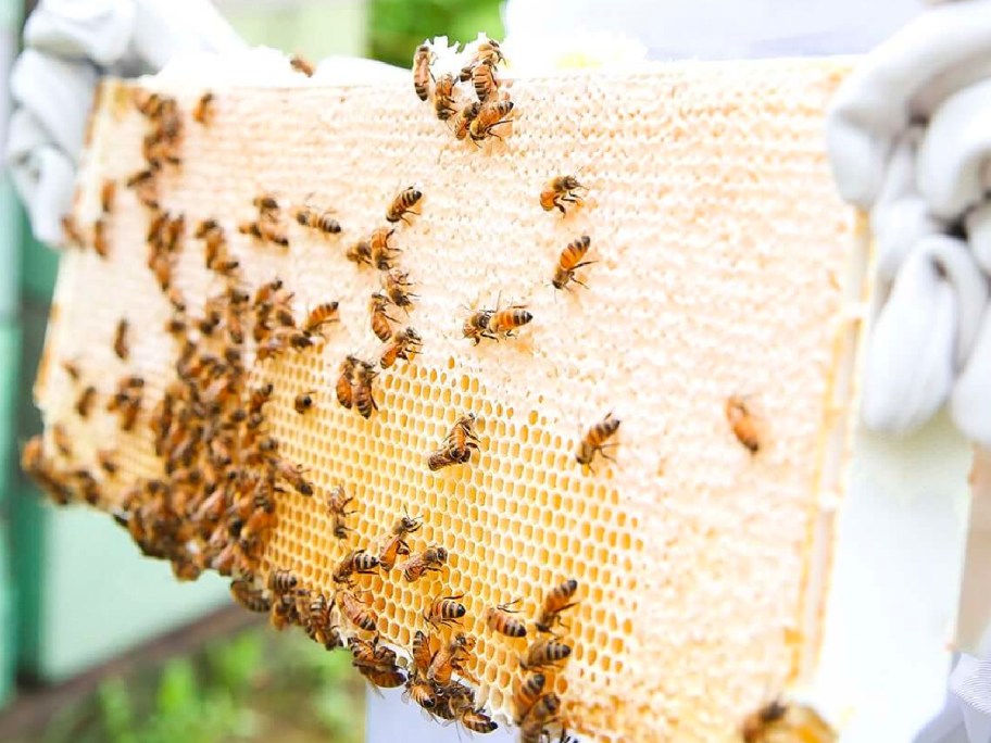 beekeepers worker holding beehive with bees working on it