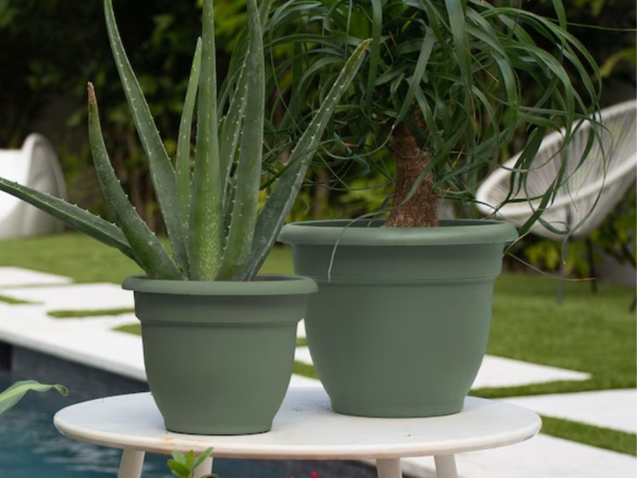 aloe plants in sage green planters on a table by an outdoor patio space