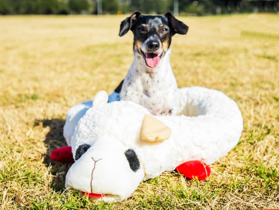 SO Cute! Lamb Chop Dog Bed Only $17 on Amazon (Reg. $29)