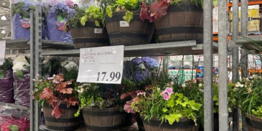 Costco Live Plants: We Spotted Perennial Planters, Hydrangea Plants & Rose Bushes!