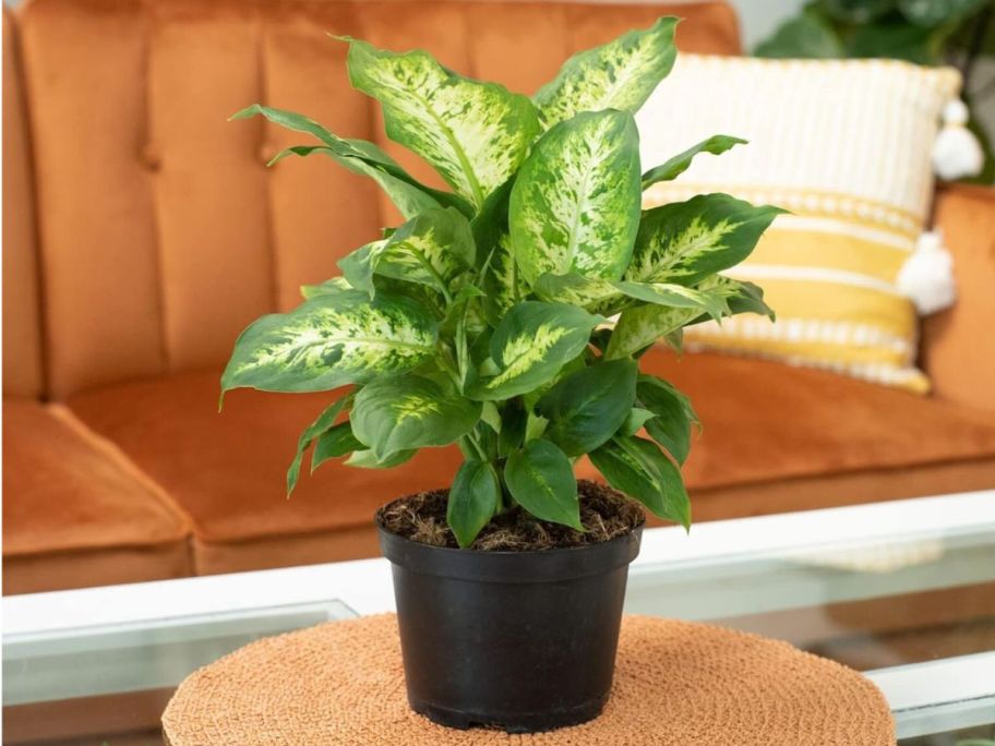A green plant in a pot on top of a small table