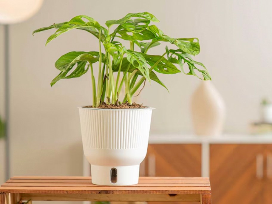 little swiss plant in white pot on table