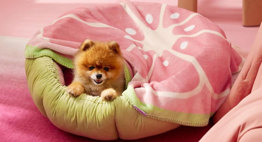 Calming Pet Fruit Blanket in Pink Grapefrui with dog inside of it