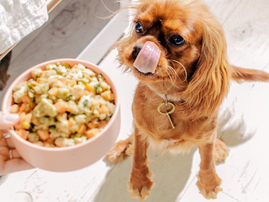 bowl of nom nom dog food held above an excited dog