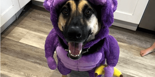 Don’t Miss These NEW Target Pet Costumes – Many on Sale for $10.40!