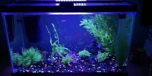 Get 50% Off Open Glass Aquariums on PetSmart.com | Options from $11.49!