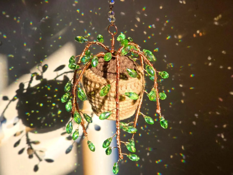 suncatcher plant in sunlight