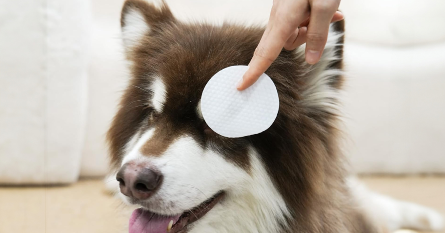 Dog with Pet Eye Wipe